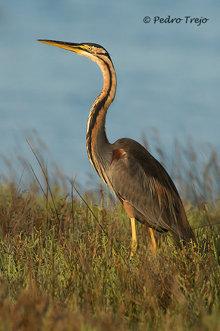 Garza imperial (Ardea purpurea)